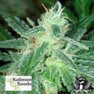 Kaliman Seeds Cheese #1